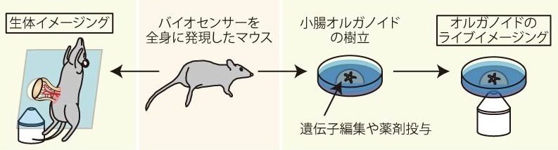 図3